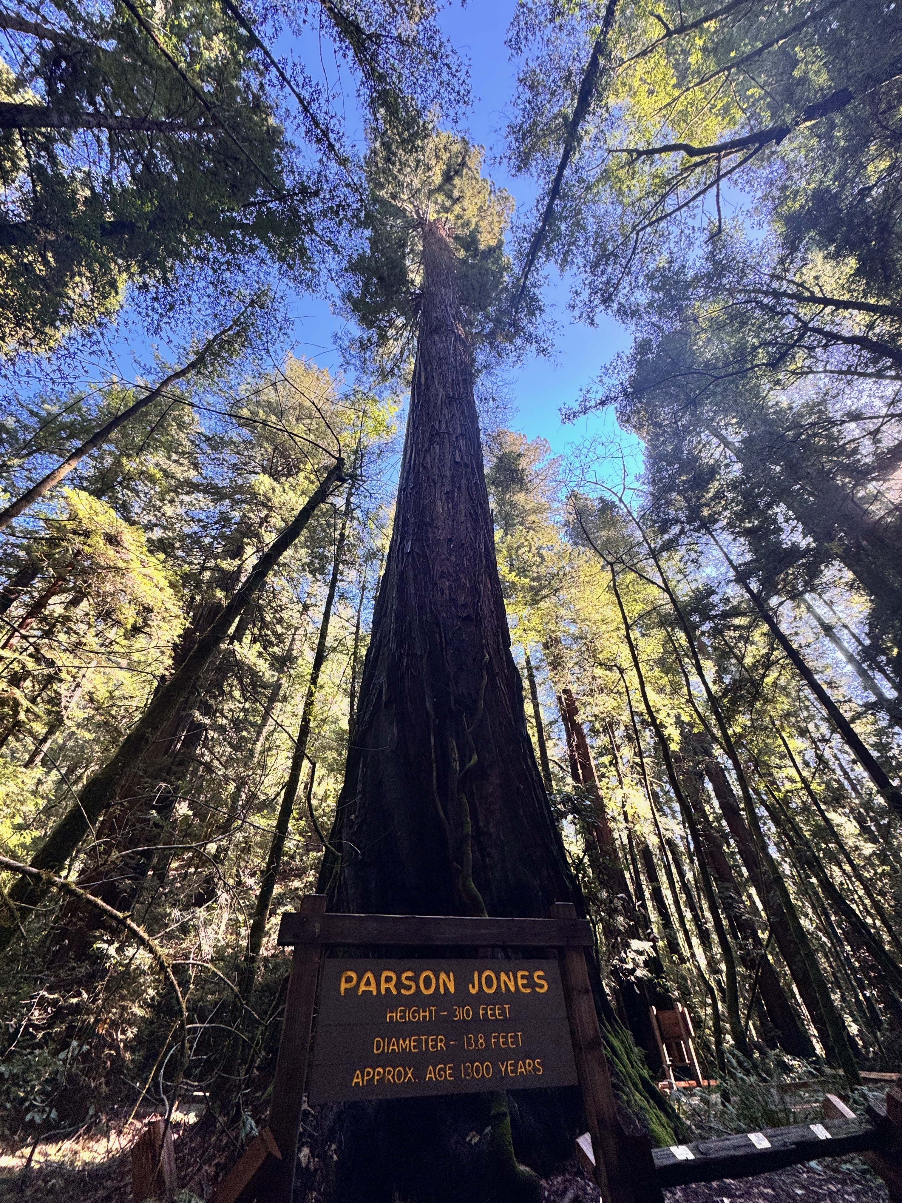 Parson Jones from Armstrong Redwoods State Natural Reserve