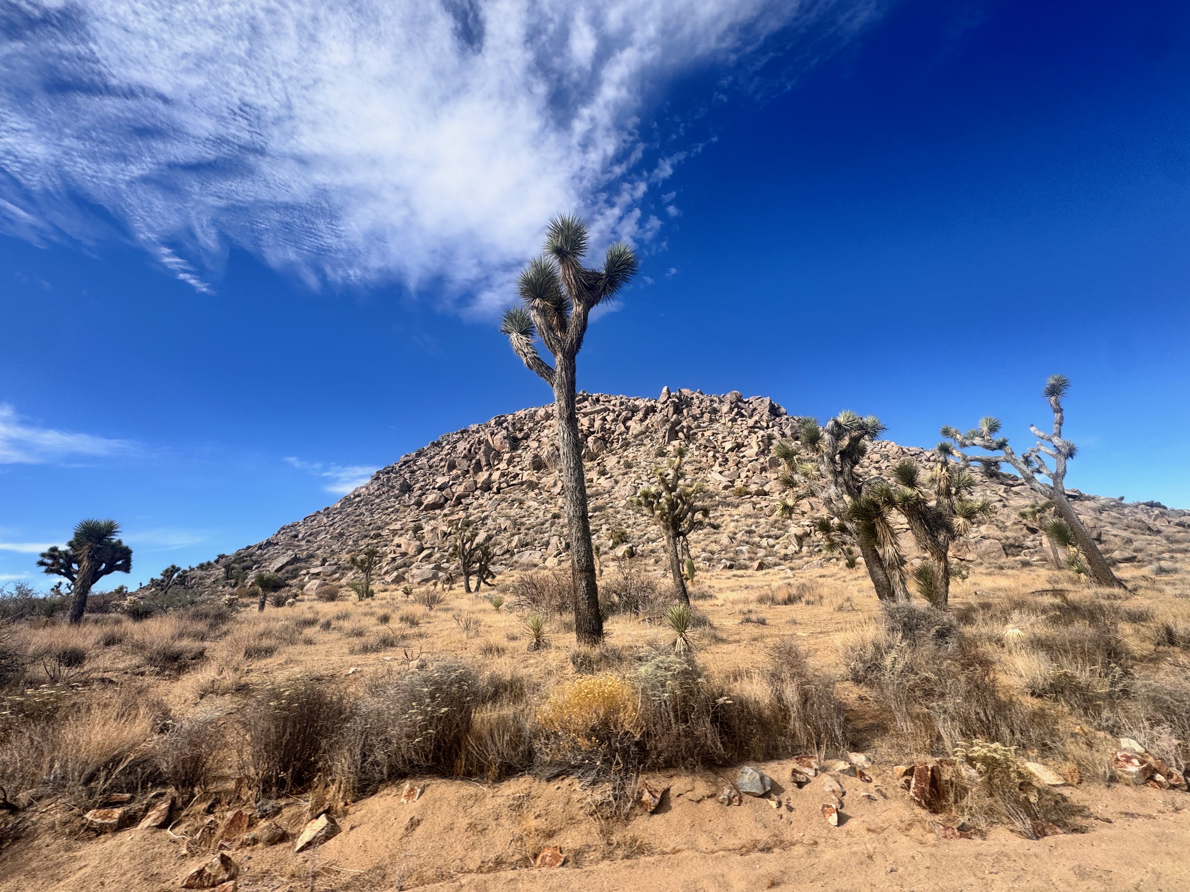 Joshua Trees in Joshua National Park